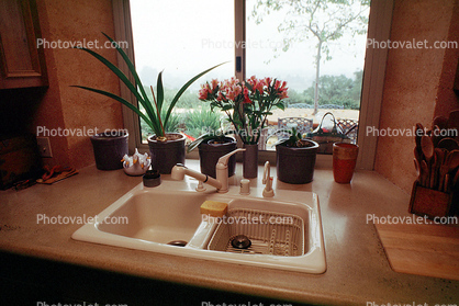 kitchen sink, faucet, flowers, plants