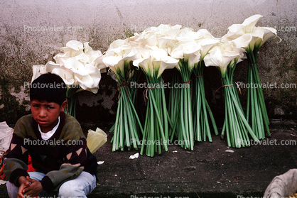 Boy selling Cala Lilies