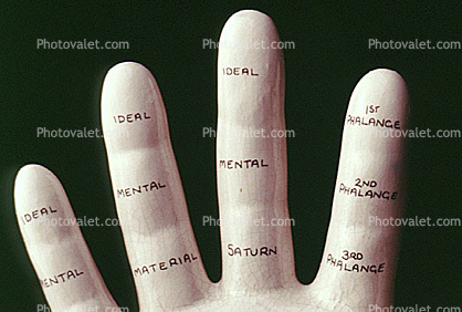 hand, palm reader, fingers