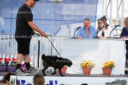 Judges, Judging Table, World's Ugliest Dog Contest, Sonoma-Marin Fair, 21/06/2019