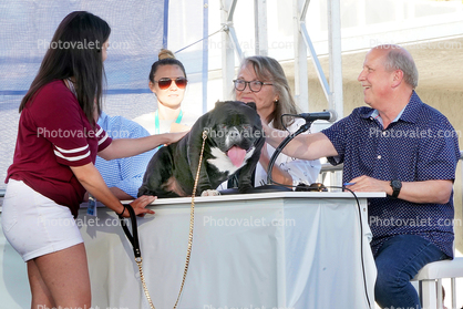 Judges, Judging Table, World's Ugliest Dog Contest, Sonoma-Marin Fair, 21/06/2019