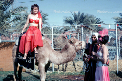 woman riding  camel, 1960s