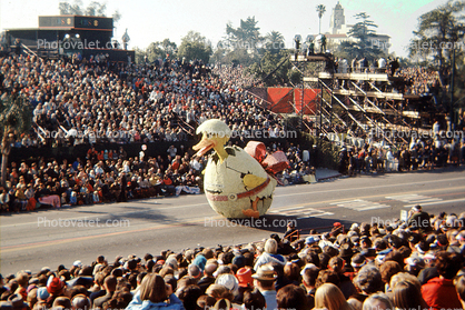 Duck, Egg, hatching, Rose Parade, January 1968, 1960s