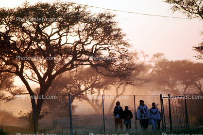 Tree, Fence, Rehoboth, Namibia