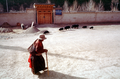 Woman Walking with a Cane, Pigs with piglets, Xiahe, Gansu, China