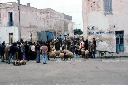 Sheep Auction, Tunisia