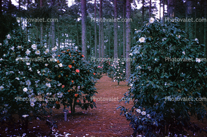 Gardens, bushes, flowers, trees, forest, March 1964, 1960s