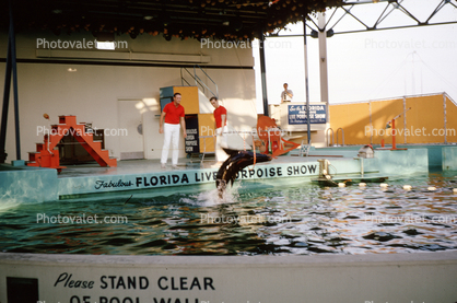 Florida Live Porpoise Show