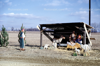 Nativity Scene, sheep, manger, January 1959, 1950s
