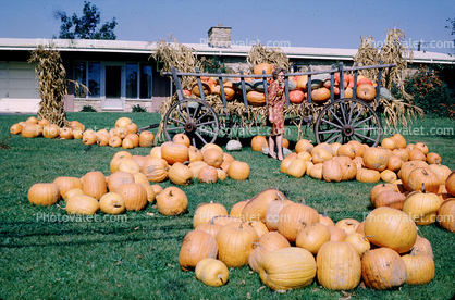 Wagon, Pumpkins, Wagons, 1950s