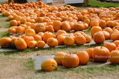 Pumpkins, Sebastopol, California