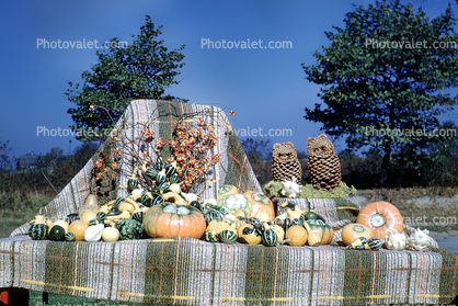 Fall, Autumn, Pumpkins, Harvest, Owls, Display, Vegetables, Squash, Pumpkin, October 1947, 1940s