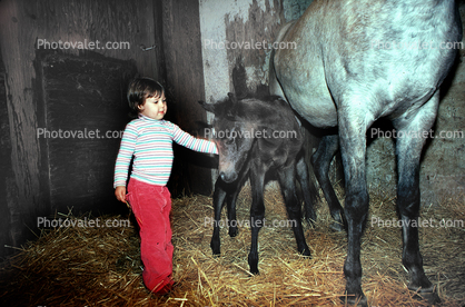 Toddler with a new born Colt