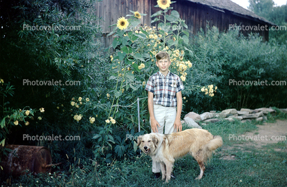 Boy, Dog, Sunflowers, 1960s