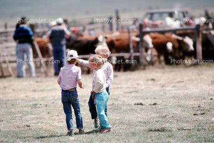 Cattle Roundup, Wyoming