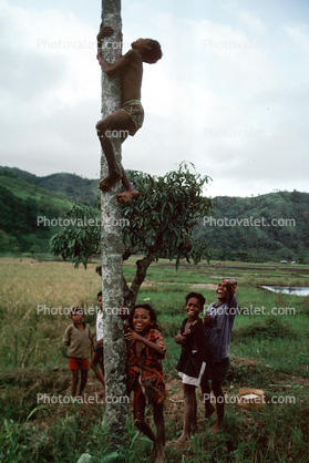 Boys Climbing a Tree, Flores Island, Indonesia