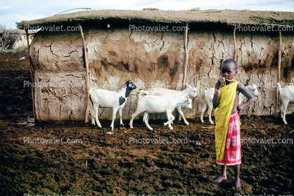 Goats, Arusha, Tanzania