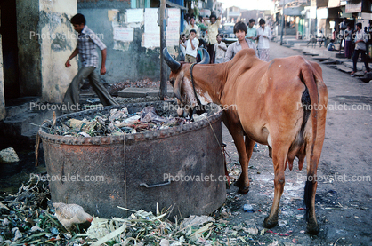 Cow, Cattle, Slum, Mumbai, (Bombay), India