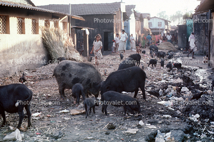 Pigs scavenging for food, Slum, Mumbai, (Bombay), India