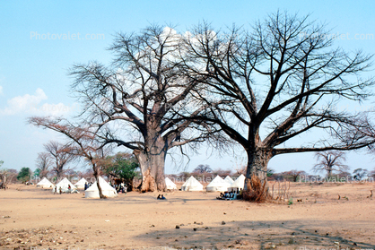 Baobab Trees, Tents, Refugee Camp, curly, twisted, Adansonia, Mozambique