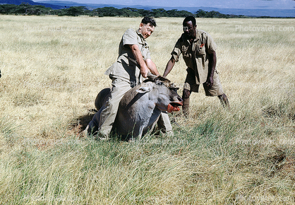 African Antelope poaching, Poachers, Hunters, Rifle, poached, Africa, African, 1951, 1950s