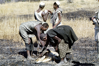 deer poaching, Poachers, Hunters, poached, Africa, African, 1951, 1950s