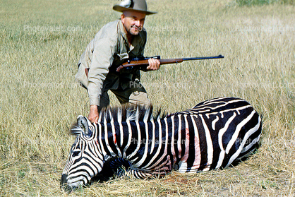 Zebra poaching, Poacher, Rifle, Hunter, poached, Africa, African, 1951, 1950s