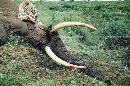 Africa, African, Elephant Tusk, poaching, Poacher, Hunter, poached, rifle, tusk, ivory, 1951, 1950s