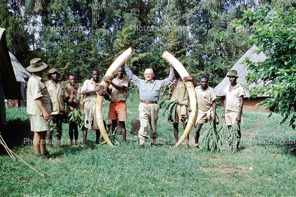 Elephant Tusk, poaching, Poacher, Hunter, poached, African, Africa, tusk, ivory, 1951, 1950s