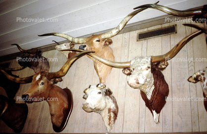 Taxidermy, Taxidermy, longhorn cattle, chattel