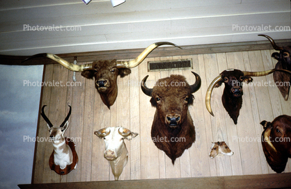 Taxidermy, longhorn cattle, chattel, Buffalo, antelope