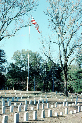 Bare Tree, Flagpole, Headstones