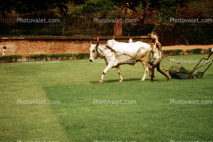 Oxen Pulling a lawn mower, lawnmower, India