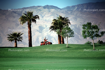 Lawnmower, Mowing a Golf Course, Coachella Valley, California, Palm Trees