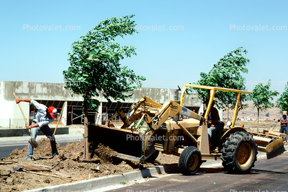 Planting trees, Landscaping, Workers
