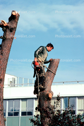 Chainsaw, tree cutting