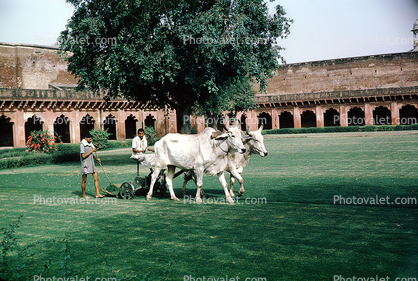 Oxen pulling a lawnmower, Animal, 1950s