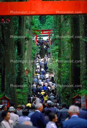 Torii Gate, Pilgrimage, People, crowds, trees, forest