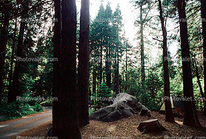 Tent, Boulder, Trees, Forest