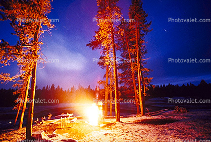 Campfire, Trees, Orange Glow