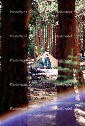 Tent, Forest, Trees