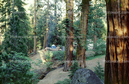 Forest, Sequoia Trees, Campsite, California, June 1979