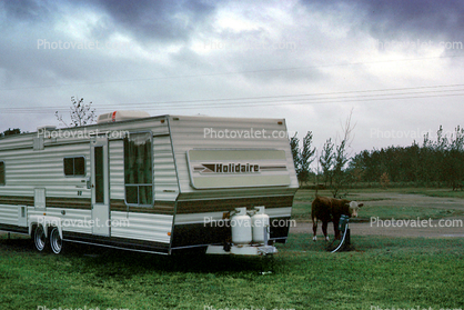Holidaire Trailer, Cow, KOA Campground, Saskatoon, September 1983, 1980s