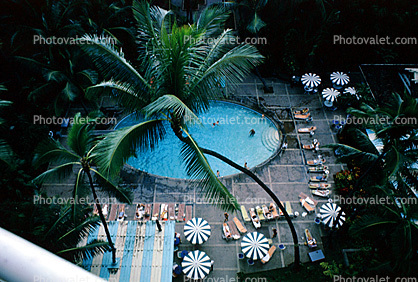 Swimming Pool, Palm tree, parasol