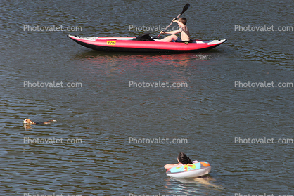 Dog, Paddle, Floating, Kayak, Paddle, Russian River, Monte Rio, Sonoma County, California