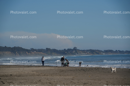 Beach, Sand, Dog, Shoreline, Coastline, Coastal