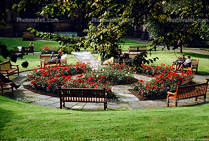 Park, Garden, Roses, grass, Chester England, 1968, 1960s