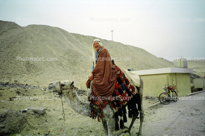 Man on a Camel, Dromedary Camel, (Camelus dromedarius), Camelini