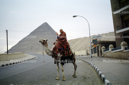 Man on a Camel, Great Pyramid of Cheops, Giza, Dromedary Camel, (Camelus dromedarius), Camelini