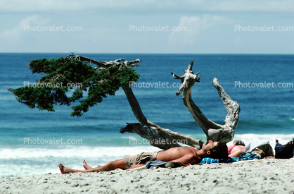 Man, Suntan, Cypress Tree, Beach, Sand, water, swim trunks
